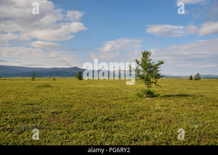 Foothill tundra. Parco naturale degli Urali polari in Russia. Foto Stock