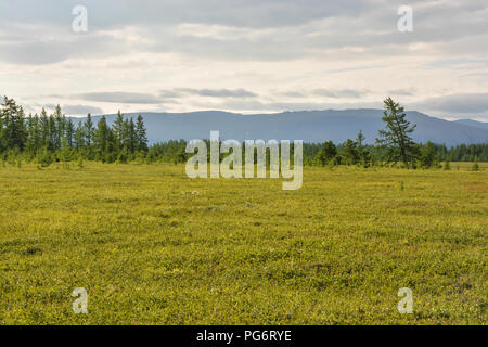 Foothill tundra. Parco naturale degli Urali polari in Russia. Foto Stock