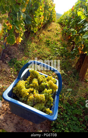 Le uve Montrachet bauletto di raccolte le uve Chardonnay nel Domaine de la vigna Romanee-Conti parcel, Chassagne-Montrachet, Cote d'Or, Francia Foto Stock