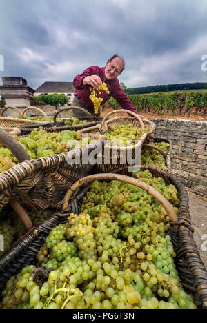 Enologo presso Louis Latour, controlli uva Chardonnay raccolto da Corton Charlemagne vigna entrando Chateau Corton Grancey Aloxe Corton Borgogna Foto Stock