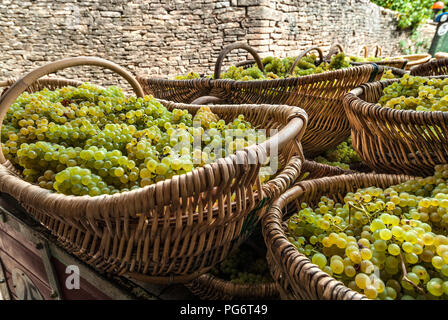 Uva Chardonnay raccolto in tradizionale della Borgogna raccolto in vimini cestini da Corton Charlemagne vineyard Chateau Corton Grancey Aloxe Corton Borgogna Foto Stock