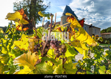 Il Chateau D' YQUEM vicino sul Semillon uve con botrytis (muffa nobile) in vigna con il rinomato Chateau d' Yquem dietro il Sauternes Gironde Francia Foto Stock