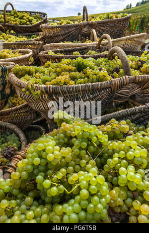 Uva Chardonnay raccolto in tradizionale della Borgogna raccolto in vimini cestini da Corton Charlemagne vineyard Chateau Corton Grancey Aloxe Corton Borgogna Foto Stock