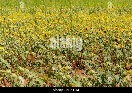 Campo di girasoli (Helianthus annuus); Yomitan Prefettura di Okinawa in Giappone Foto Stock
