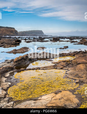 Nuova Zelanda, isola del sud, sud della strada panoramica, Orepuki, Curio Bay Foto Stock