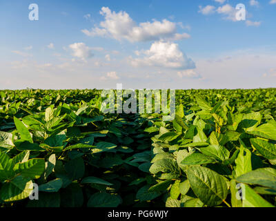 La Serbia, Vojvodina. Verde campo di soia, Glycine max Foto Stock