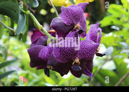 Close up di un cluster di fioritura di Vanda kulwadee orchidee Foto Stock