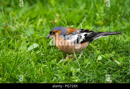 Comune di fringuello - Fringilla coelebs in cerca di cibo in erba Foto Stock