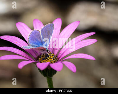 Comune maschio blue butterfly, Polyommatus icarus, alimentando il nettare del cape daisy, Osteospermum 'Tresco viola' Foto Stock