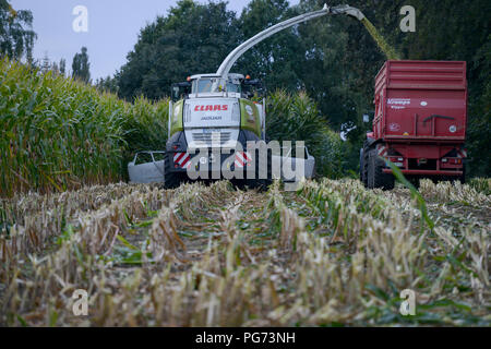 Germania, raccolto di mais con potenza macchina raccoglitrice Claas Jaguar, il granturco è utilizzato per gli impianti di produzione di biogas o di foraggi per il bestiame Foto Stock