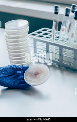 Immagine ritagliata di scienziato che lavora con capsula di petri in laboratorio moderno Foto Stock