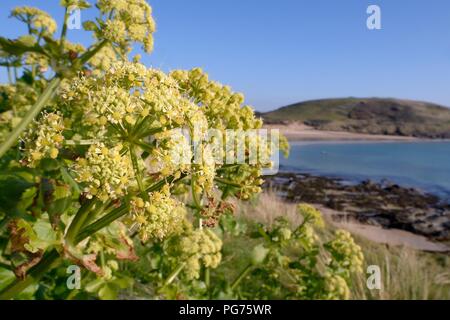 Alexanders (Smyrnium olusatrum) fioritura sul promontorio costiero, Daymer Bay, Trebetherick, Cornwall, Regno Unito, Aprile. Foto Stock