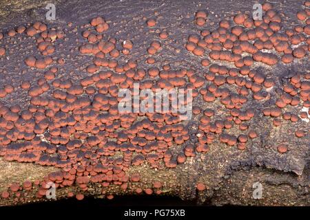 Woodwart faggio / Rosso cuscino (Hypoxylon Hypoxylon fragiforme) corpi fruttiferi su un faggio (Fagus sylvatica) log nero che producono spore, Gloucestershire Foto Stock