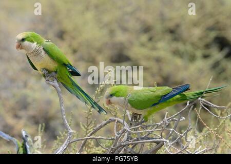 I due fratelli cocorite (Myiopsitta monachus) arroccato su una bussola nelle zone costiere di macchia, Jandia Playa, Fuerteventura, Isole Canarie, maggio. Foto Stock