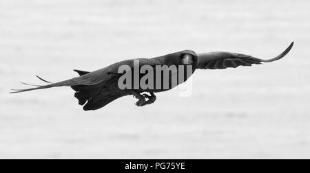 Corvo Imperiale (Corvus corax) in volo sopra il mare, Dorset, Regno Unito. Foto Stock