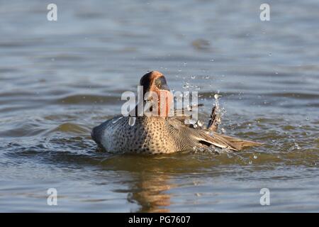 Comune (teal Anas crecca) drake un bagno in un lago di acqua dolce al crepuscolo, Gloucestershire, UK, febbraio. Foto Stock