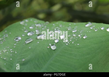 Natura bella vista per gli amanti della natura raindrop in leaf .stagione piovosa-best view Foto Stock