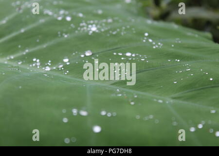 Natura bella vista per gli amanti della natura raindrop in leaf .stagione piovosa-best view Foto Stock