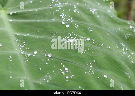 Natura bella vista per gli amanti della natura raindrop in leaf .stagione piovosa-best view Foto Stock