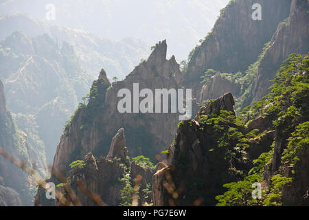 Twisted pini,nuvole,Pinacles,Scogliere,RocksYellow montagne,Huang Shan,Jaingxi provincia,Cina,PRC,Repubblica Popolare di Cina Foto Stock