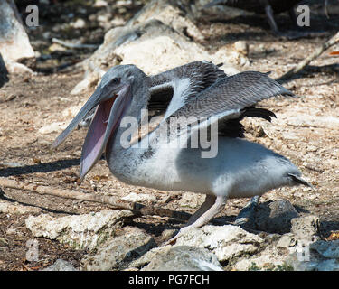 Brown pelican bambino uccello, con le ali spiegate e il becco aperto esponendo il suo piumaggio nel suo ambiente e dintorni. Foto Stock