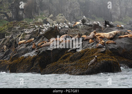 Una colonia di Steller leoni di mare, compreso un grande maschio, in appoggio su un rookery durante la stagione riproduttiva, in isole Aleutian, mare di Bering, Alaska. Foto Stock