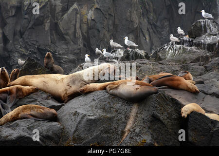 Una colonia di Steller leoni di mare, compreso un grande maschio (BULL), su un rookery durante la stagione riproduttiva, in isole Aleutian, mare di Bering, Alaska. Foto Stock