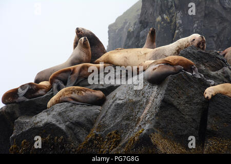 Una colonia di Steller leoni di mare, compreso un grande maschio (BULL), su un rookery durante la stagione riproduttiva, in isole Aleutian, mare di Bering, Alaska. Foto Stock