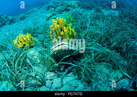 Tubo giallo spugna, Aplysina aerophoba e Pinna nobilis, shell in Gökova Bay Area Marina Protetta la Turchia Foto Stock