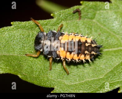 Primo istar (fase larvale) di un uccello di coccinella/coccinella (Coccinella septempunctata) Foto Stock