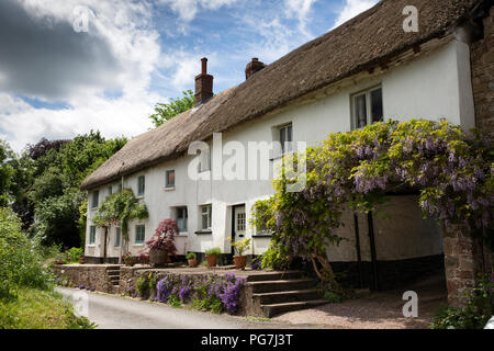 Regno Unito, Inghilterra, Devon, Sampford Courtenay, idilliaco cottage con il tetto di paglia con il glicine su archway Foto Stock