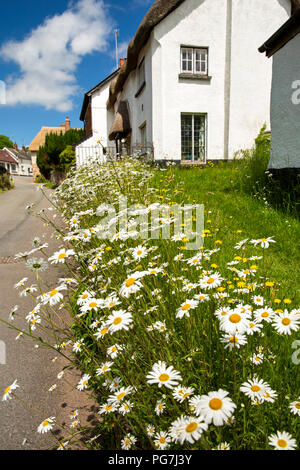 Regno Unito, Inghilterra, Devon, Sampford Courtenay, fiori selvatici, margherite crescendo in village street strada orlo Foto Stock