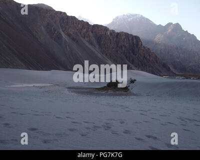 Dune di sabbia al pavimento della Valle di Nubra, Ladakh fra Himalaya e Karakorum varia Foto Stock