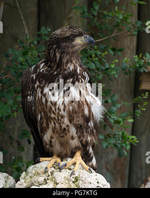 Eagle bird capretti appollaiato su un log con fogliame di sfondo nel suo ambiente e dintorni. Aquila calva Foto di uccelli, Immagini, ritratto. Foto Stock