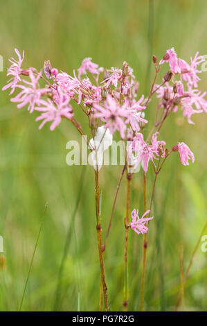 Il cuculo sputare su Ragged robin impianto Foto Stock