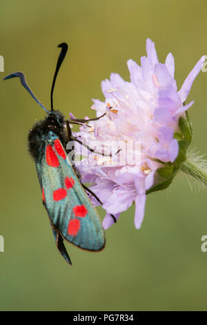 Sei-spot Burnett moth avanzamento sul fiore Foto Stock