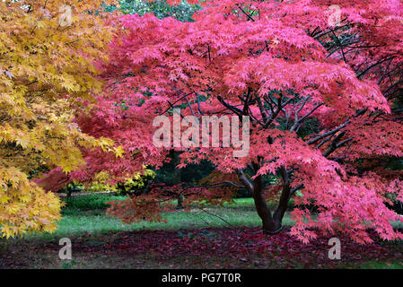 Autunno a Westonbirt, National Arboretum, casa di oltre 18.000 alberi e arbusti, compresi molti aceri giapponesi. Foto Stock