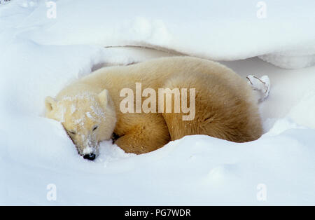 Orso polare (Ursus maritimus) nel letto da giorno vicino a Churchill, Manitoba, Canada Foto Stock