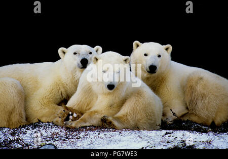Orso polare (Famiglia seminare con due yearling cubs; Ursus maritimus) di appoggio all'ombra di una scogliera vicino a Churchill, Manitoba, Canada Foto Stock