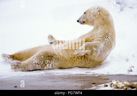 Orso polare (Ursus maritimus) stare sdraiato sulla schiena vicino a Churchill, Manitoba, Canada Foto Stock