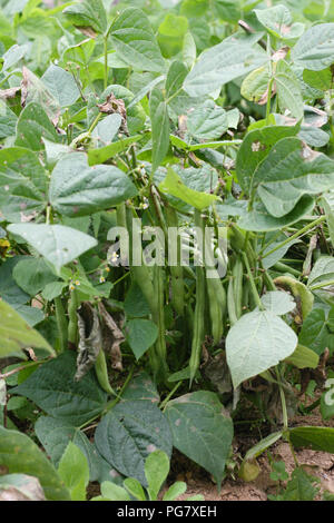 Fagioli francesi Sclerotinia muffa bianca Leaf Foto Stock