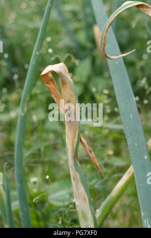 Onion campo chiazza di colore viola Foto Stock