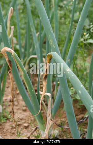 Onion campo chiazza di colore viola Foto Stock