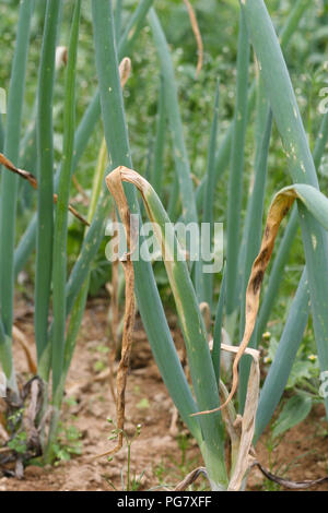 Onion campo chiazza di colore viola Foto Stock