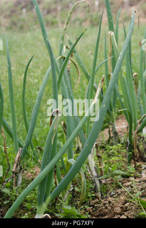 Onion campo chiazza di colore viola Foto Stock