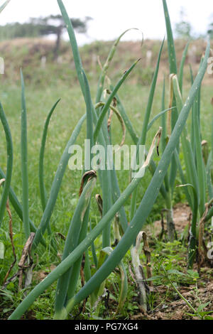 Onion campo chiazza di colore viola Foto Stock