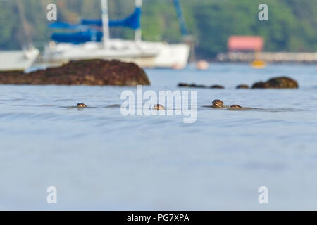 La pesca delle parti di quattro lisce rivestite di lontra rientro a riva con yacht ormeggiati in background, Singapore Foto Stock