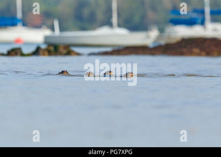 La pesca delle parti di quattro lisce rivestite di lontra rientro a riva con yacht ormeggiati in background, Singapore Foto Stock