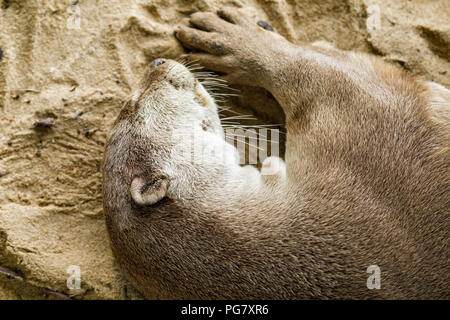 Lone liscia maschio-rivestita di lontra di dormire sulla spiaggia sabbiosa, Singapore Foto Stock