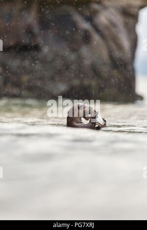 Lone liscia maschio-rivestita di lontra appena catturati mare mangiare bass sotto la pioggia, Singapore Foto Stock